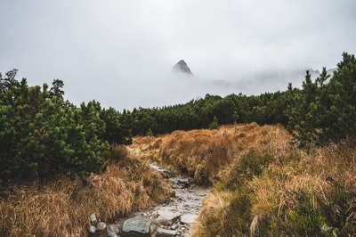 绿色和绿色的草
